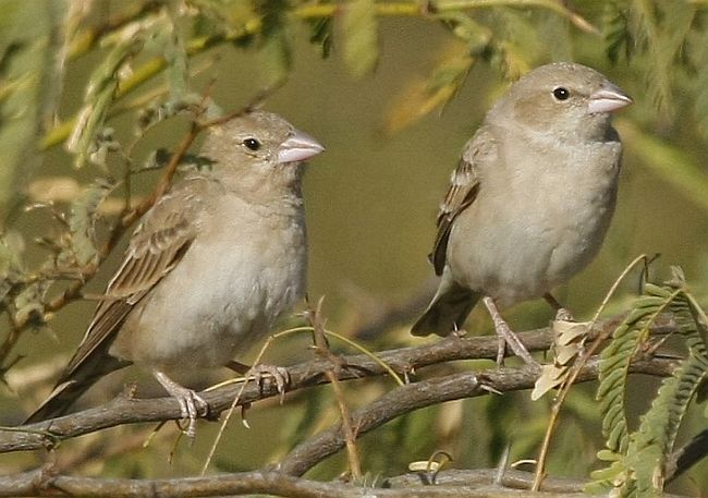 Pretty Pale rock sparrow