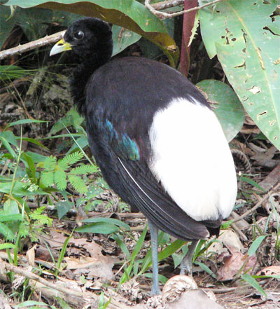 Pale-winged trumpeter