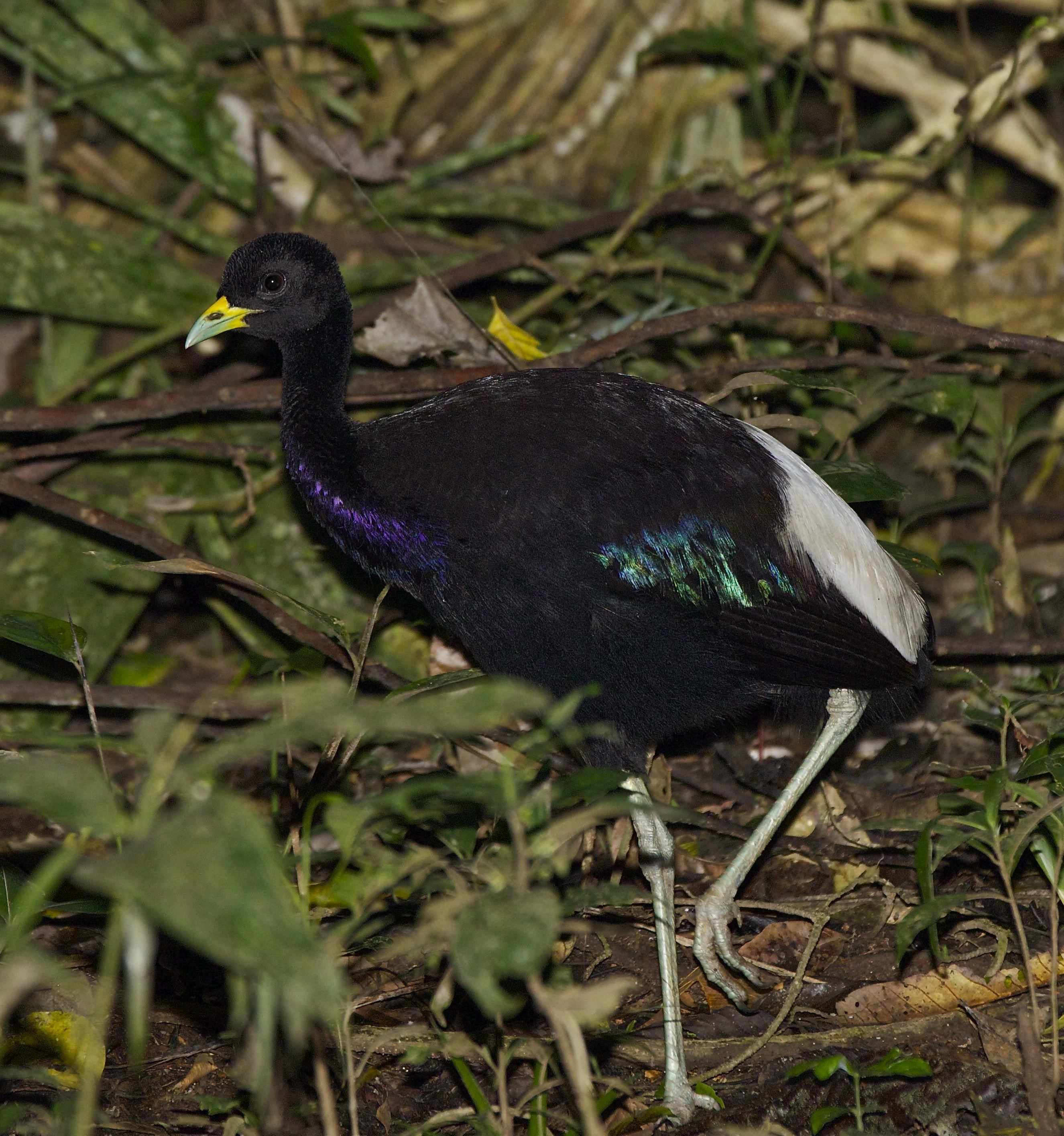 Pretty Pale-winged trumpeter