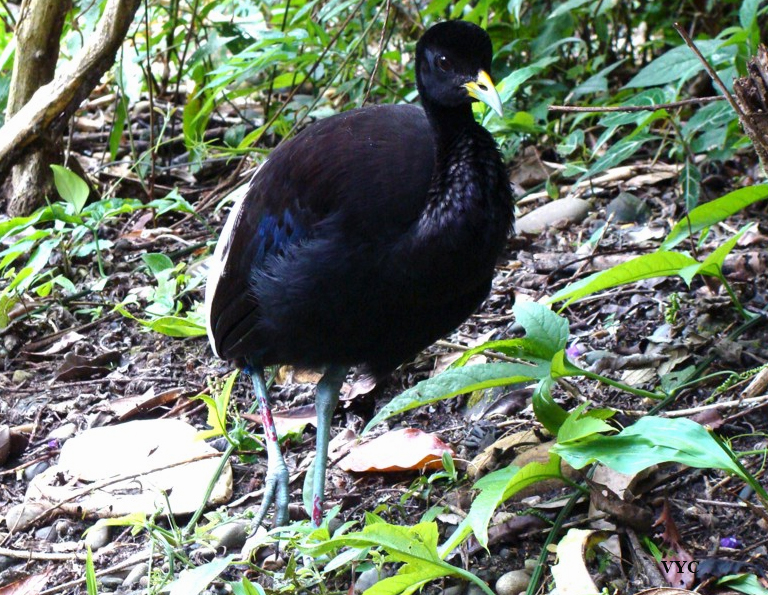 Pretty Pale-winged trumpeter