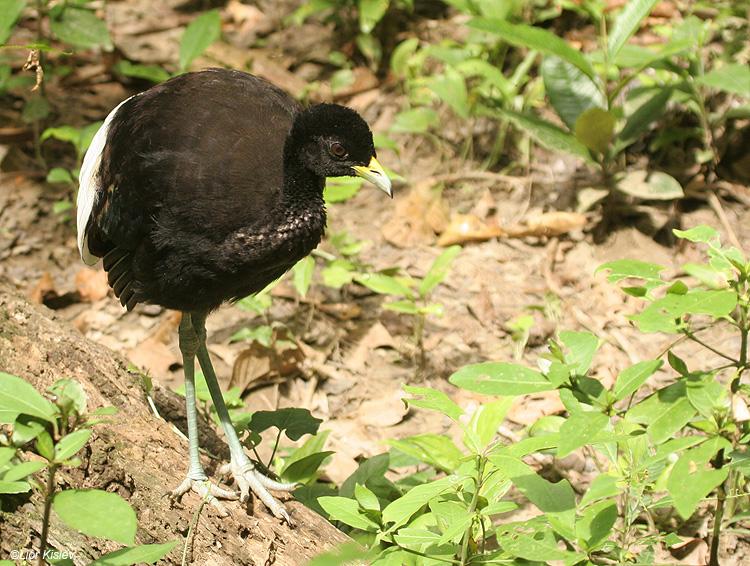 Pretty Pale-winged trumpeter