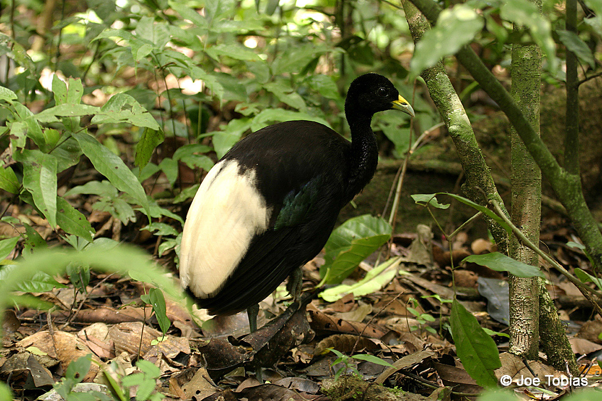 Pretty Pale-winged trumpeter