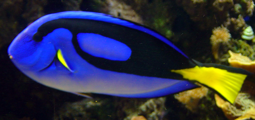 Palette tang