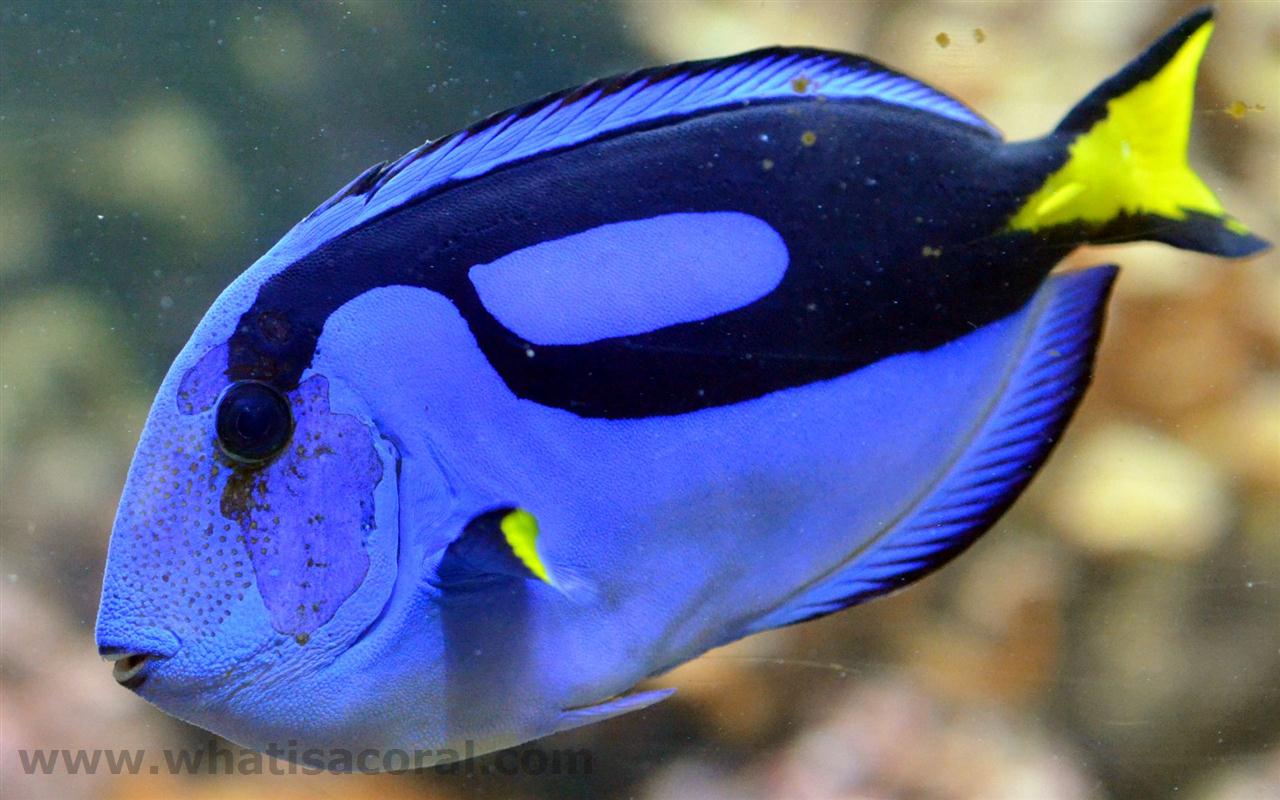 Pretty Palette tang