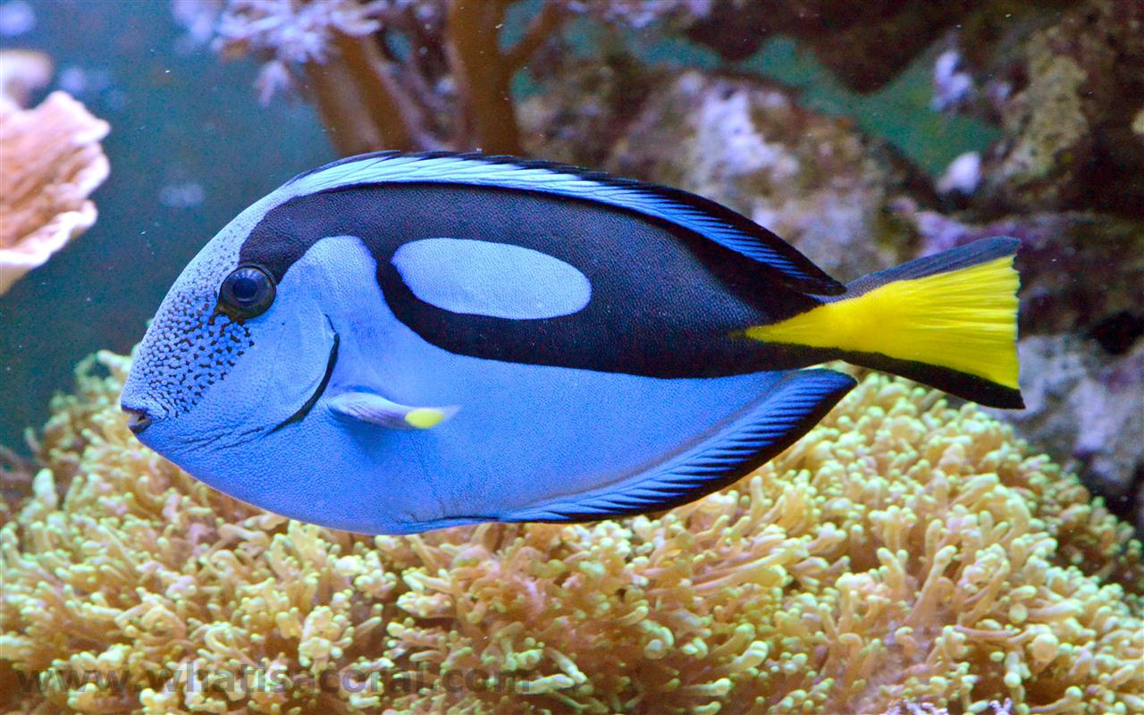 Pretty Palette tang