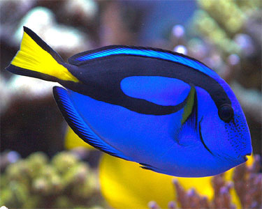 Pretty Palette tang