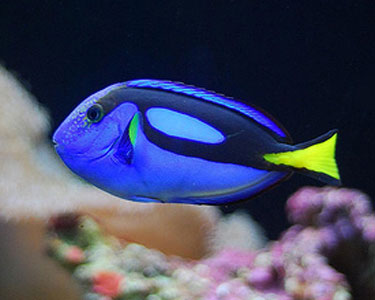 Pretty Palette tang