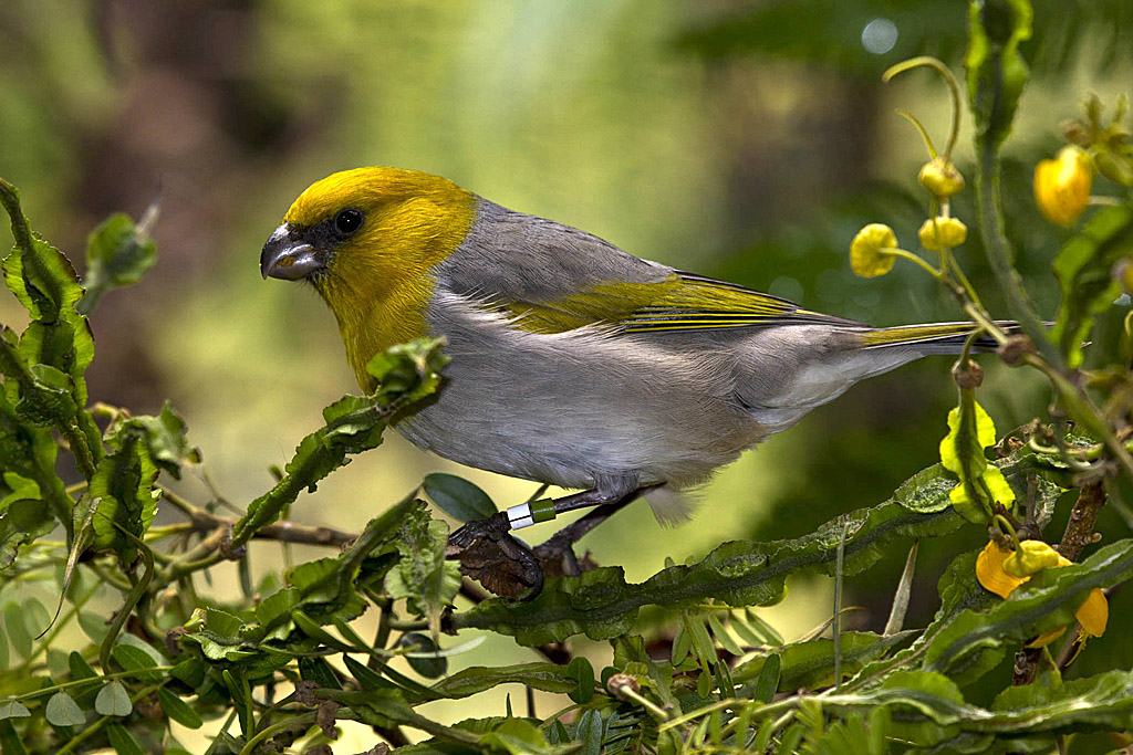 Pretty Palila