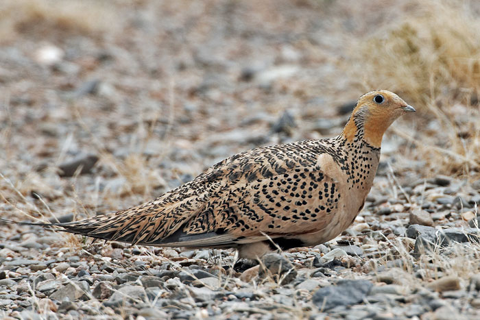 Pallas’s sandgrouse