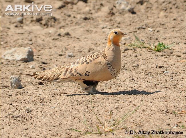 Pretty Pallas’s sandgrouse