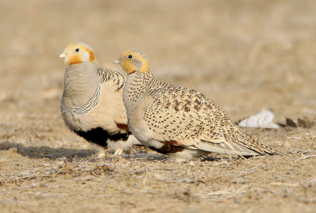 Pretty Pallas’s sandgrouse