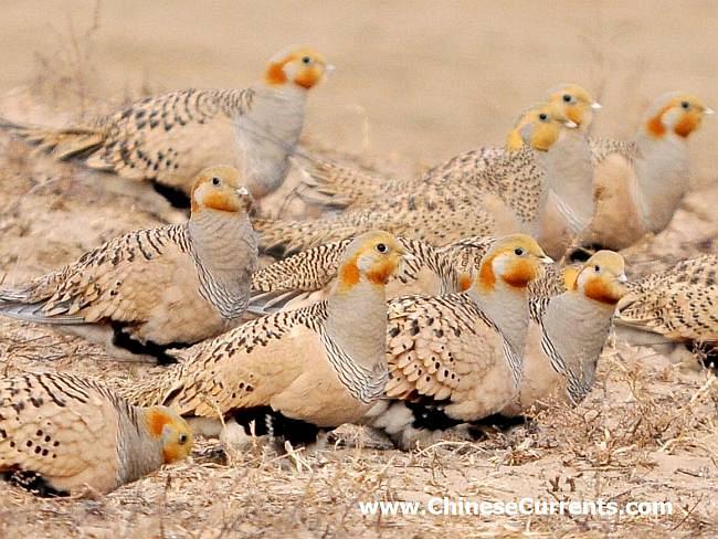 Pretty Pallas’s sandgrouse