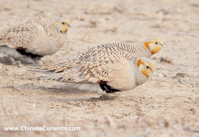 Pretty Pallas’s sandgrouse