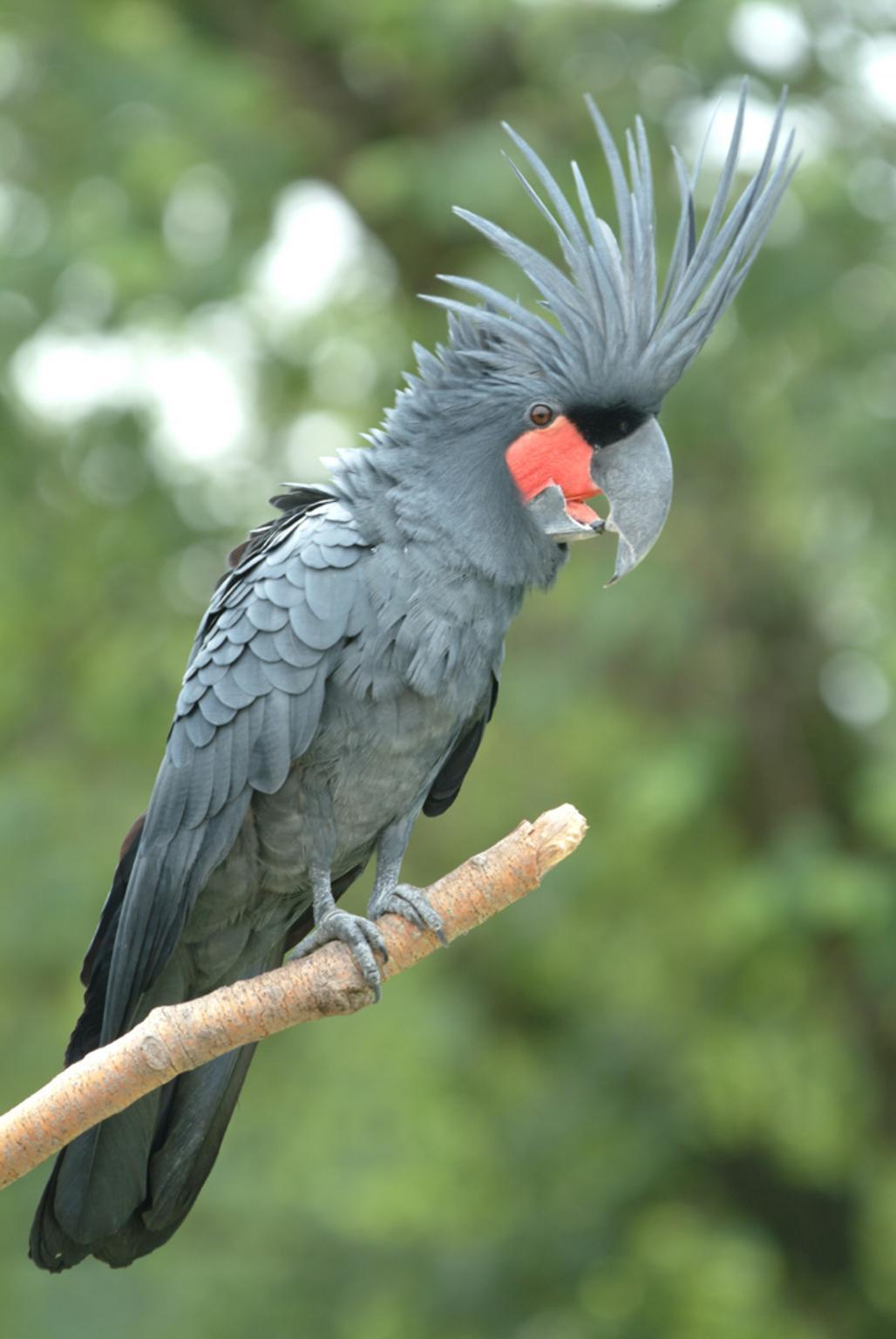 Palm cockatoo