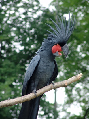 Pretty Palm cockatoo