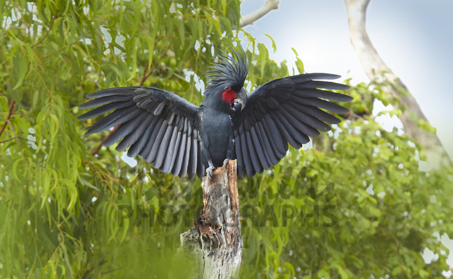 Pretty Palm cockatoo