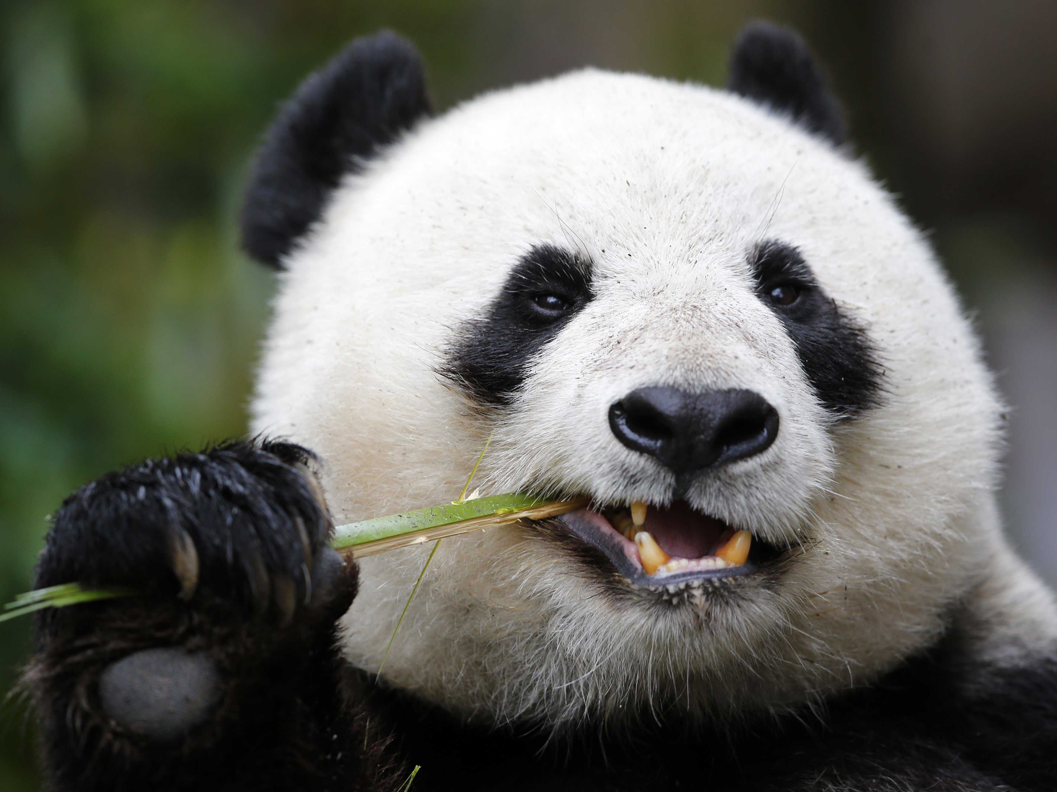 Pretty Panda