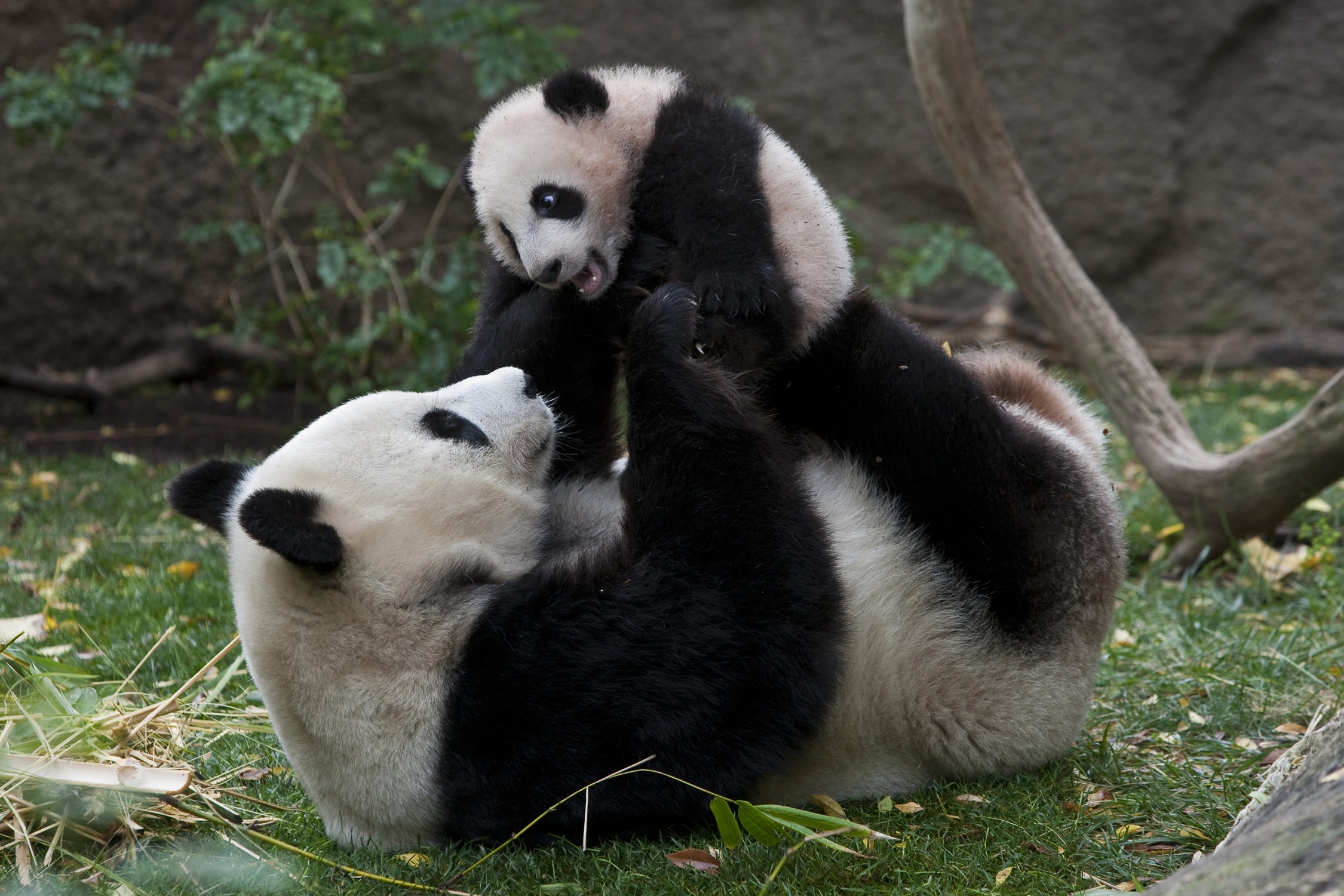 Wallpaper Panda
