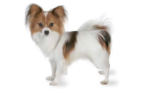 Papillon - Dog Breed
