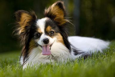 Pretty Papillon - Dog Breed