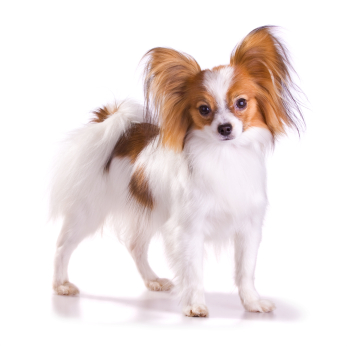 Cute Papillon - Dog Breed