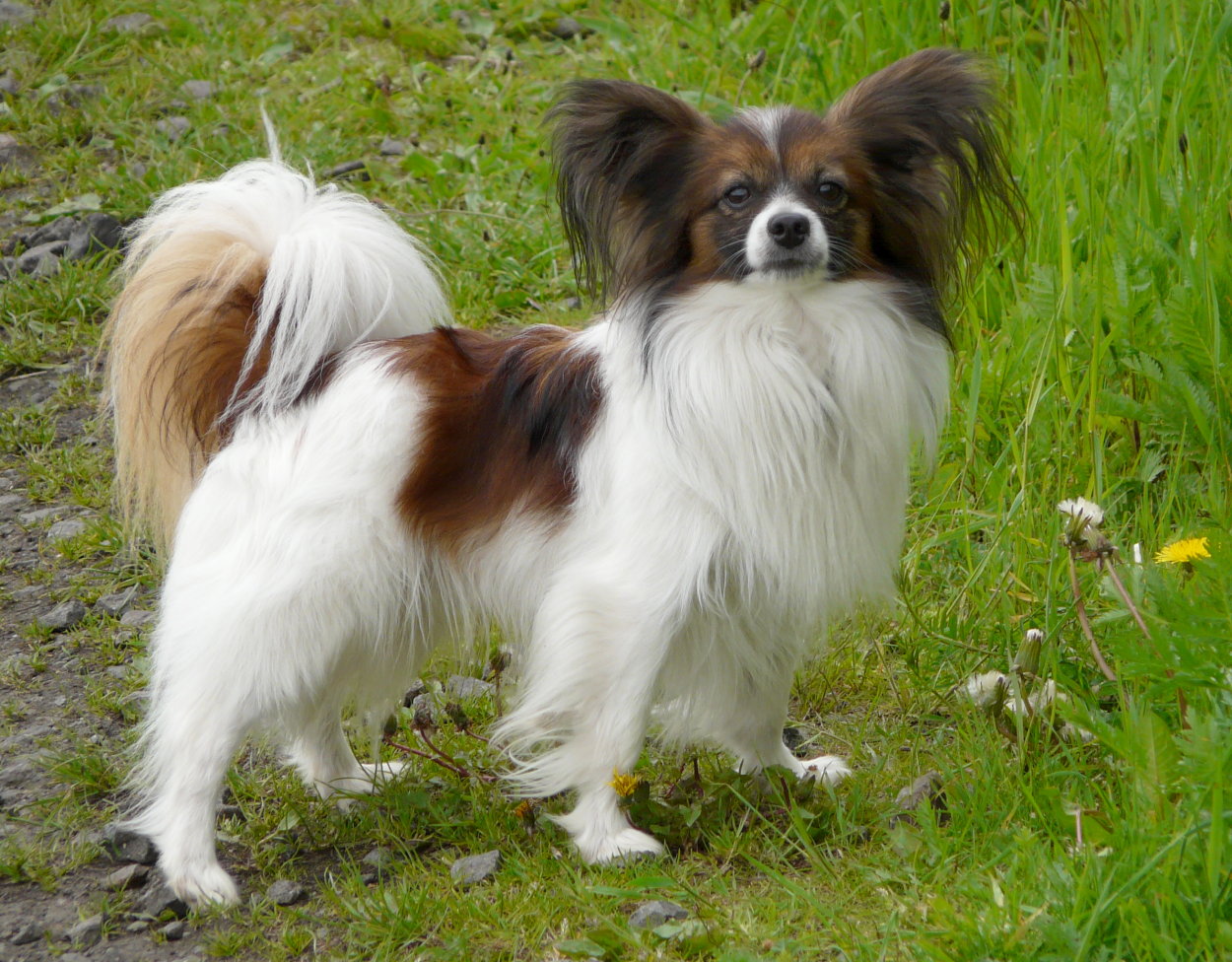 Wallpaper Papillon - Dog Breed