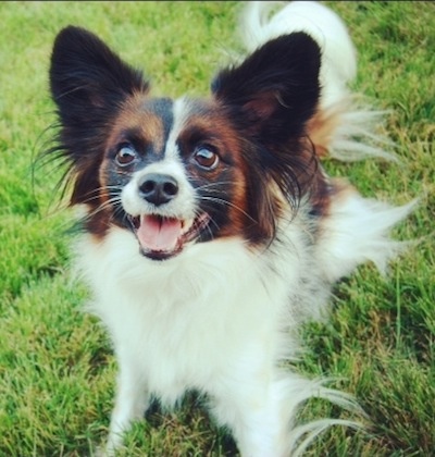 Photo Papillon - Dog Breed
