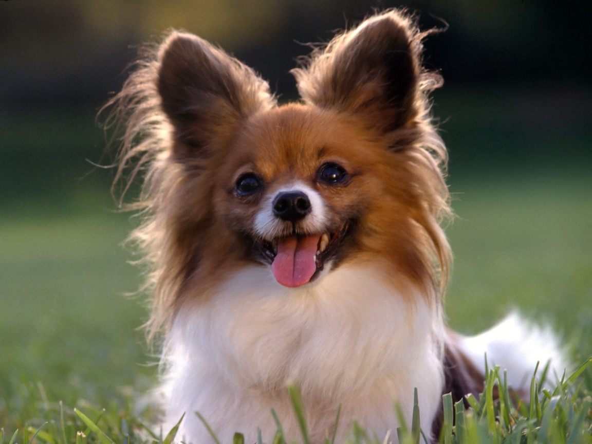 Papillon - Dog Breed photo 