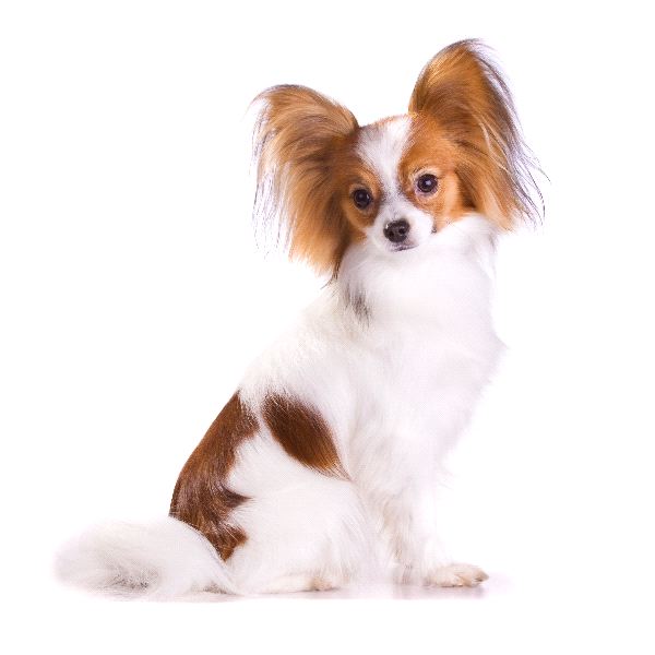 Papillon - Dog Breed wallpaper