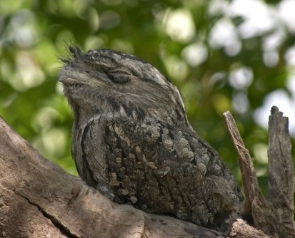 Pretty Papuan frogmouth