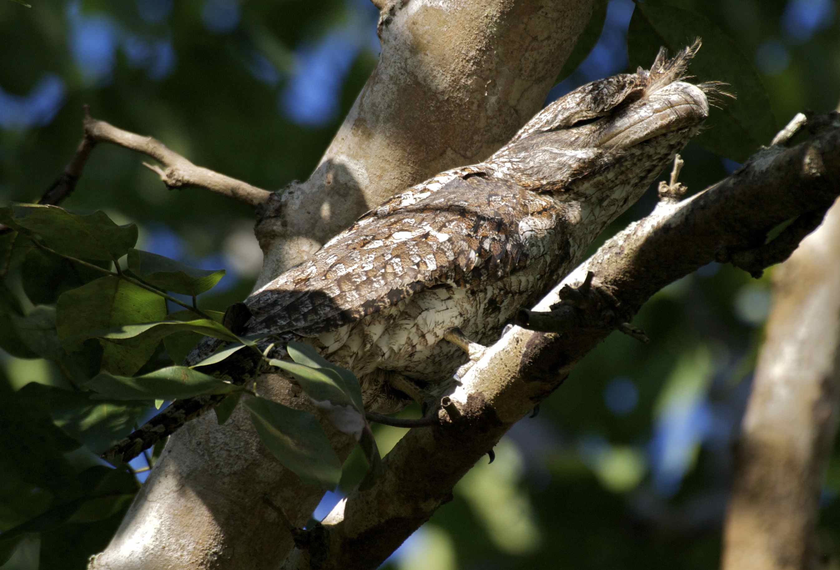 Pretty Papuan frogmouth
