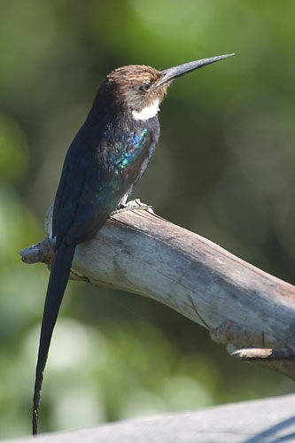 Paradise jacamar