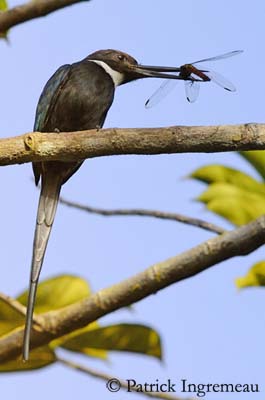 Pretty Paradise jacamar