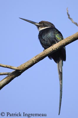 Pretty Paradise jacamar