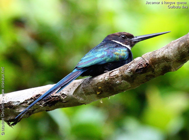 Pretty Paradise jacamar