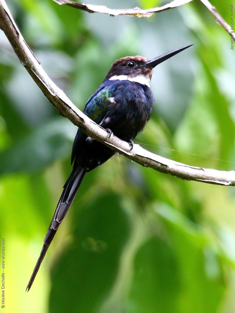 Pretty Paradise jacamar