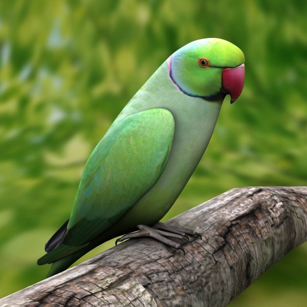 Cool Parrot