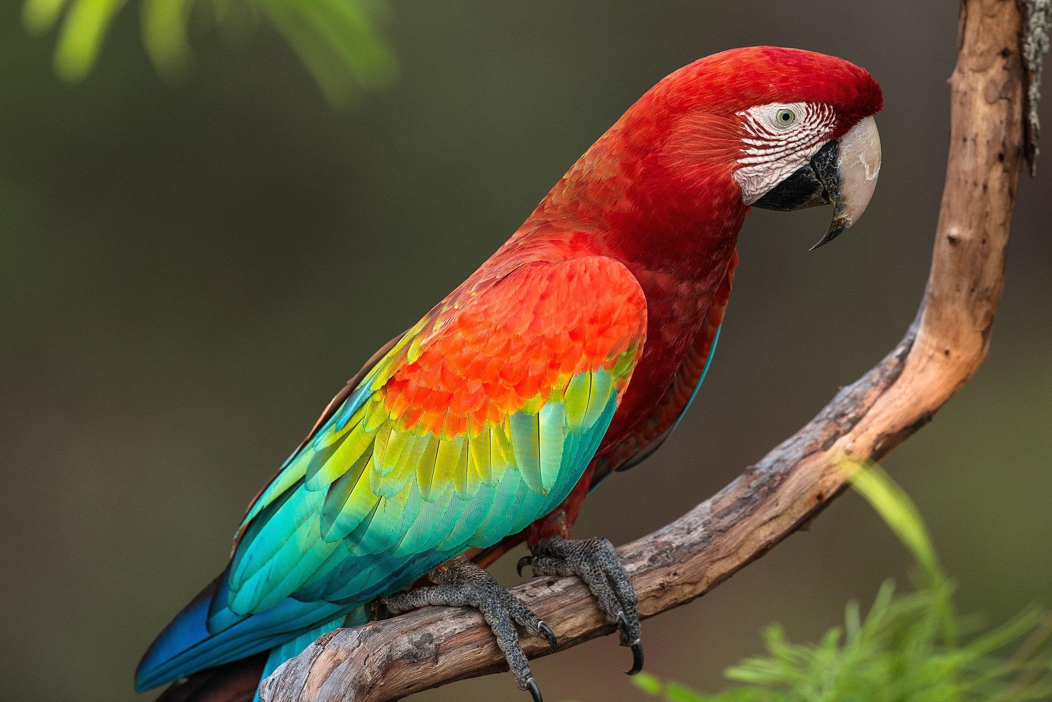 Pretty Parrot