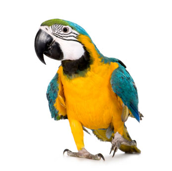 Cute Parrot