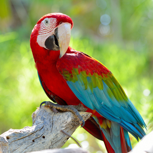 Photo Parrot