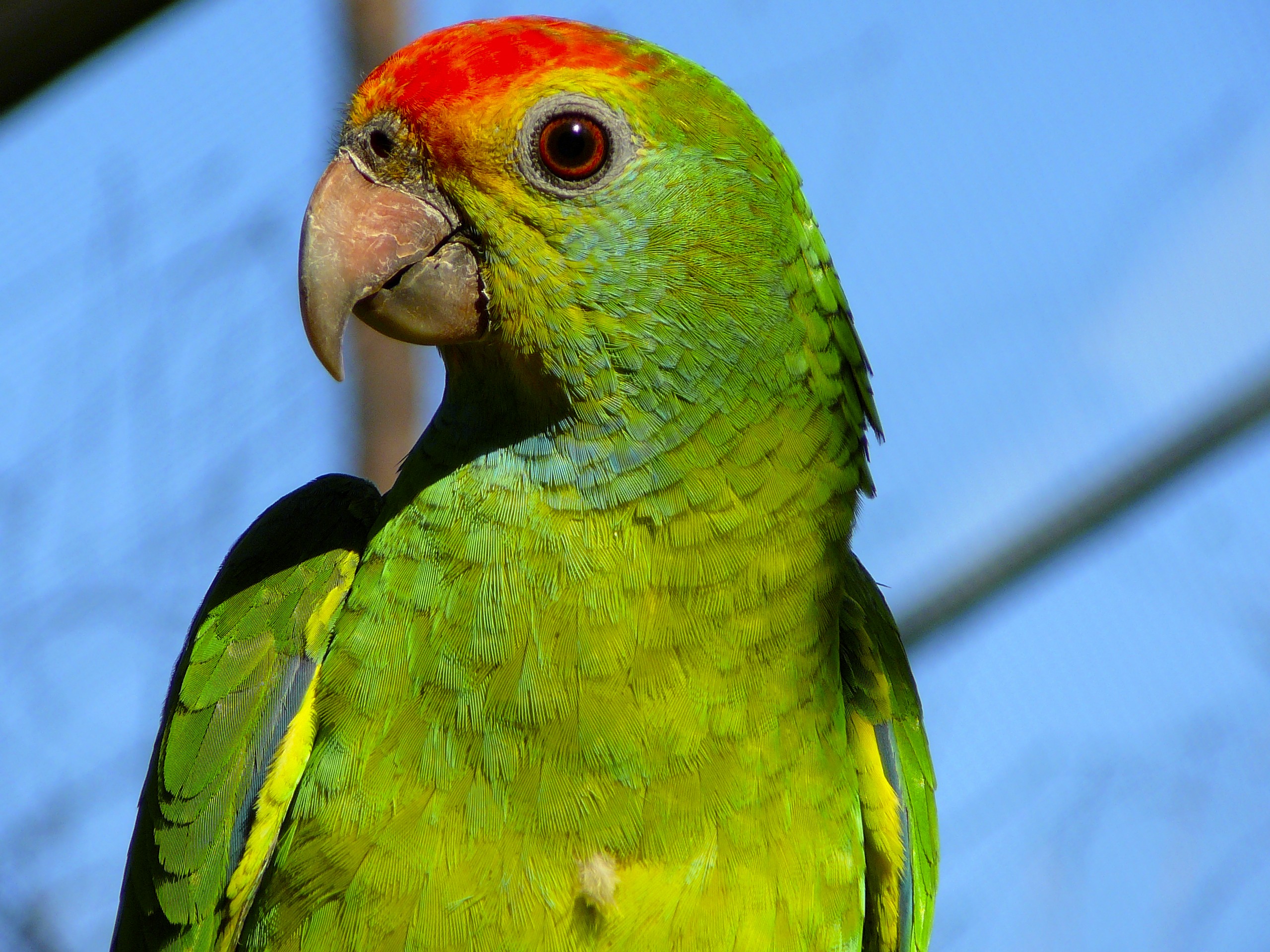 Parrot wallpaper