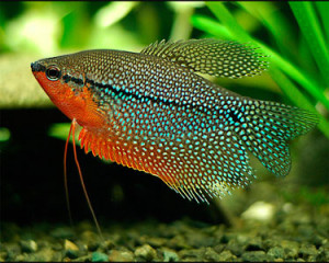 Pretty Pearl gourami