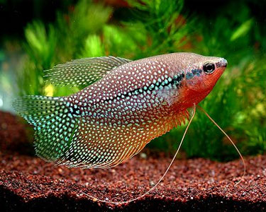 Pretty Pearl gourami