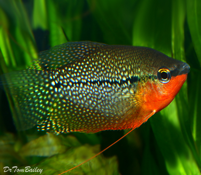 Pretty Pearl gourami