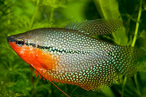 Pretty Pearl gourami