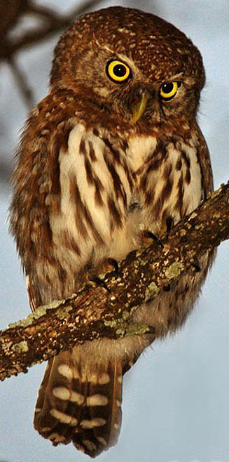 Pearl-spotted owlet