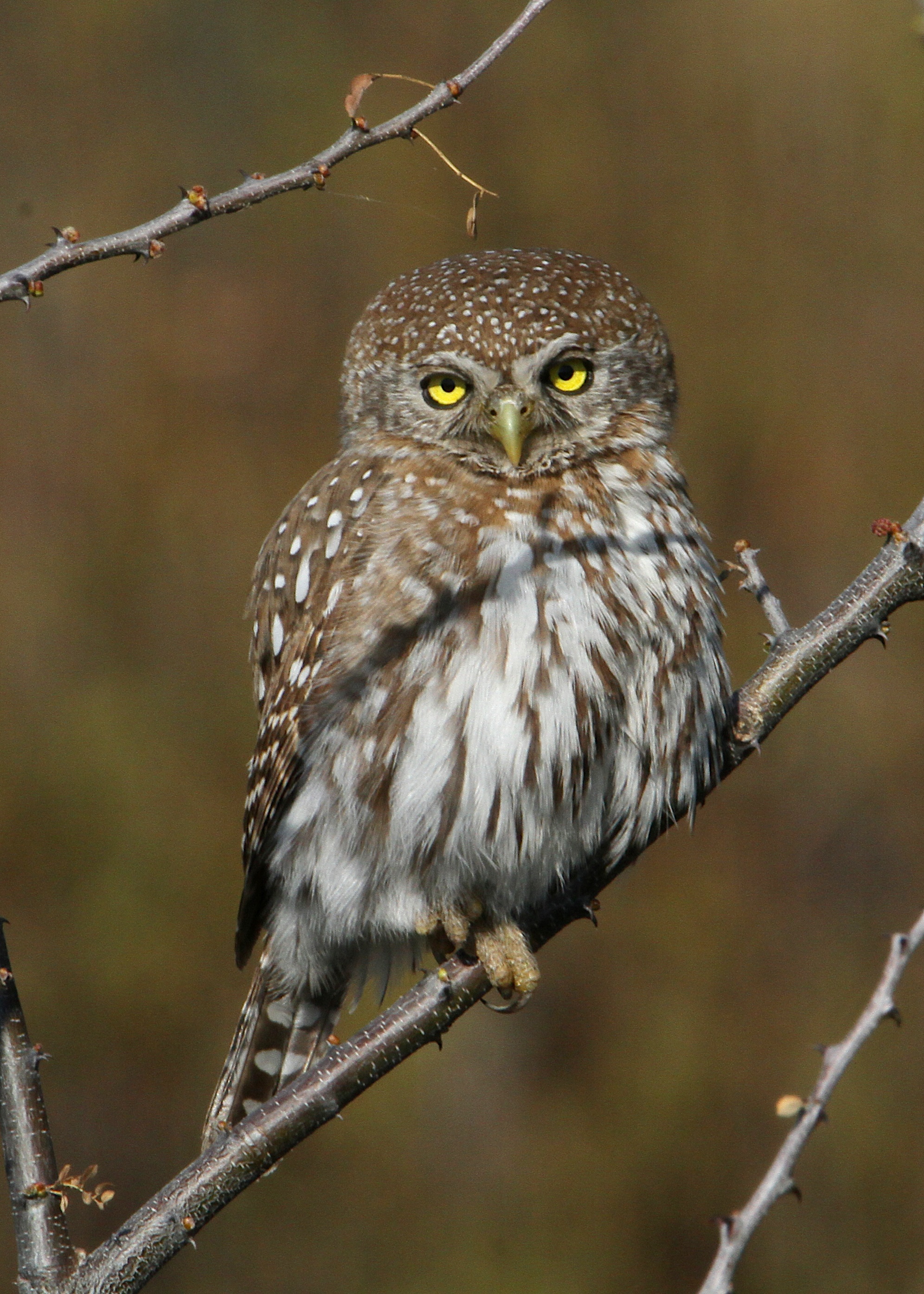 Pretty Pearl-spotted owlet