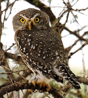 Pretty Pearl-spotted owlet