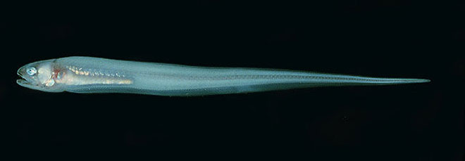 Pearlfish