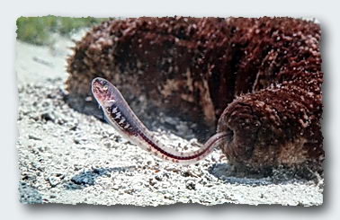 Pretty Pearlfish